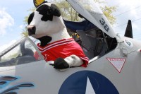 Cow Pilot photo 